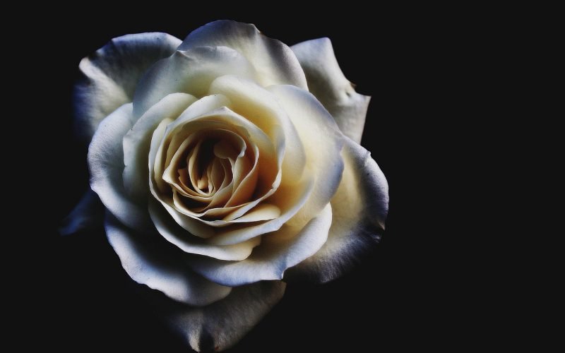 flower, blossom, flower wallpaper, flower background, bloom, rose, rose flower, blue white, black background, rose wallpaper, beautiful flowers, black rose, nature, black wallpaper